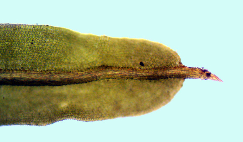 Barbula unguiculata